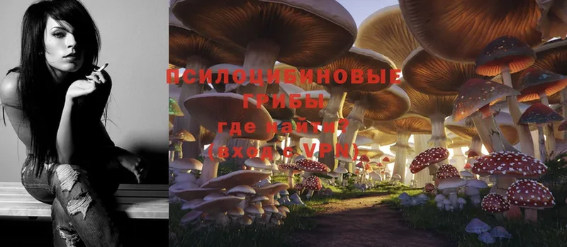 Псилоцибиновые грибы Psilocybe  Балей 